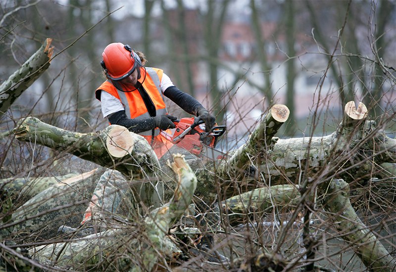 Élagage et abattage d’arbres à Salbris